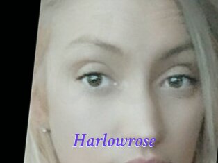 Harlowrose