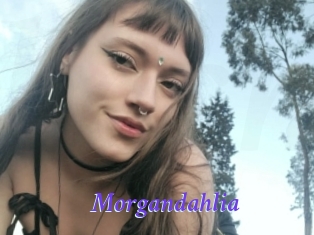 Morgandahlia